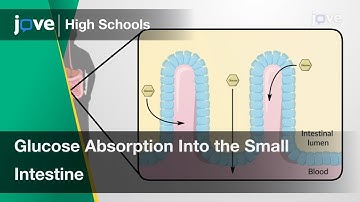 Glucose Absorption Into the Small Intestine | Cell Bio | Video Textbooks - Preview