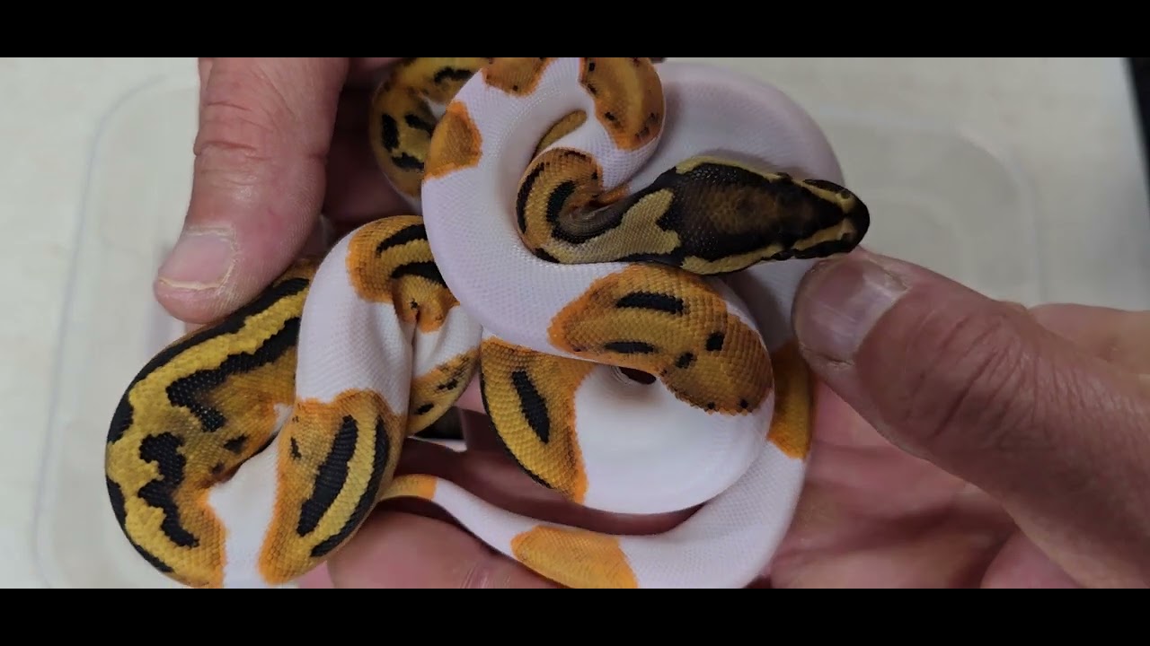 Ball Python Clutch 2025-05 Update - YouTube