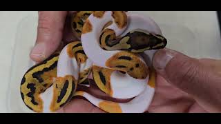 Ball Python Clutch 2025-05 Update 