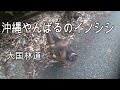 沖縄やんばるイノシシ