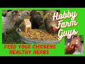 7 Herbs For Happy & Healthy Chickens