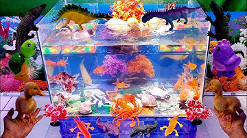 Tổng hợp các video Cá Kiểng đẹp, động vật dể thương, khủng long, tôm, cua, rùa, cá sấu, cá koi.