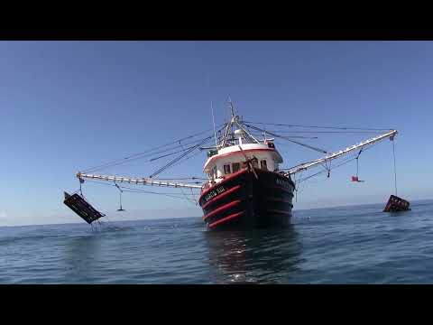 Video: Barcos Camaroneros