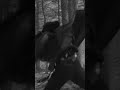 ENHYPEN (엔하이픈) 'DARK BLOOD' Concept Trailer