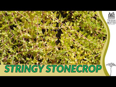 Video: Stringy Stonecrop Invazivdir – Yayılan Stonecrop Bitkiləri Artır