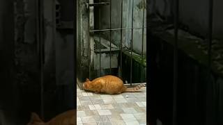Terlalu Lebay