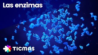 ¿Qué son las Enzimas? Funciones, estructura y características