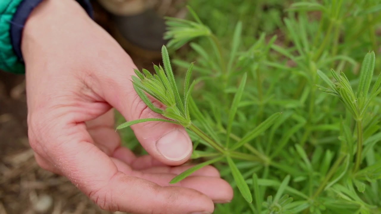 Cleavers Plant Identification Herbal Walk Series YouTube