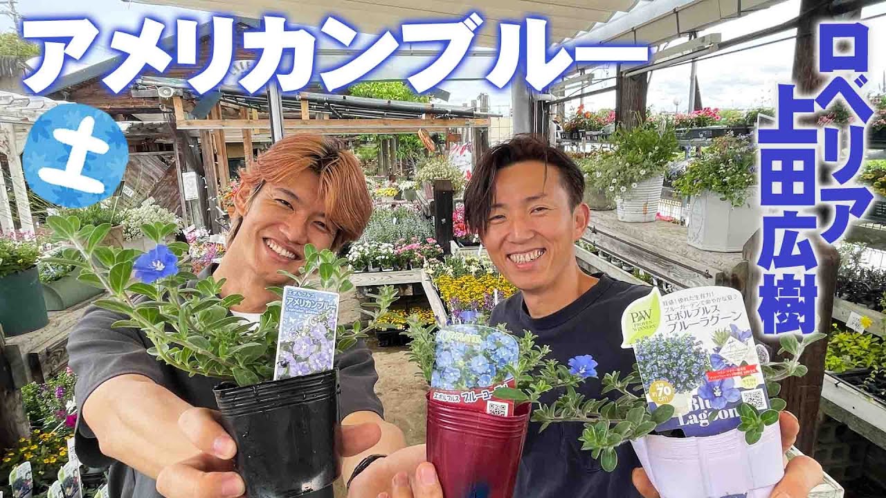 ロベリア上田広樹】「知ってるようで知らないアメリカンブルー」 - YouTube