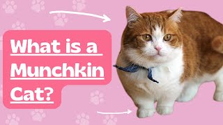 What are Munchkin Cats? Breed history, information and examples. #munchkincats #catfacts #catcare