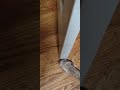 Nala and her Floorplan mastery