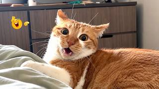 FUNNIEST CAT REACTIONS EVER CAUGHT ON CAMERA 🤣🐱 | Best Funny Cat Videos 2026🐈 screenshot 5