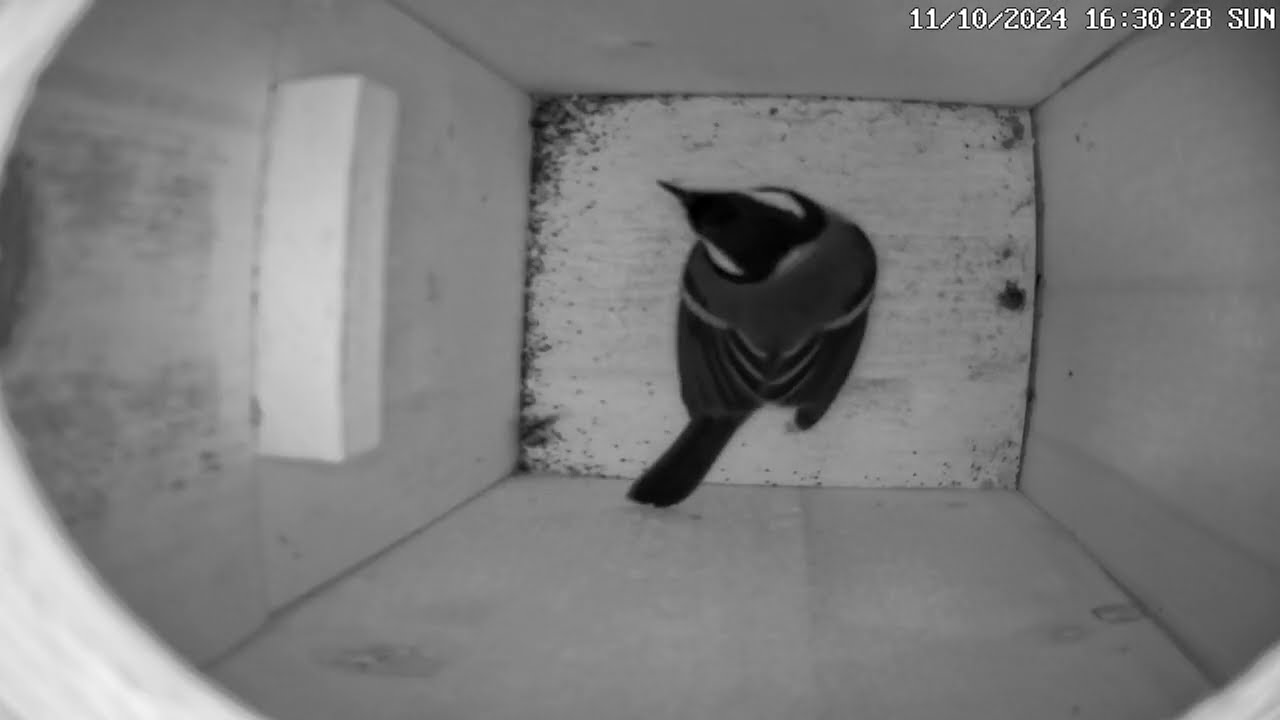 Kohlmeisenkasten - Great tit Nesting Box - Lina - 11.11.24 - 17.11.24