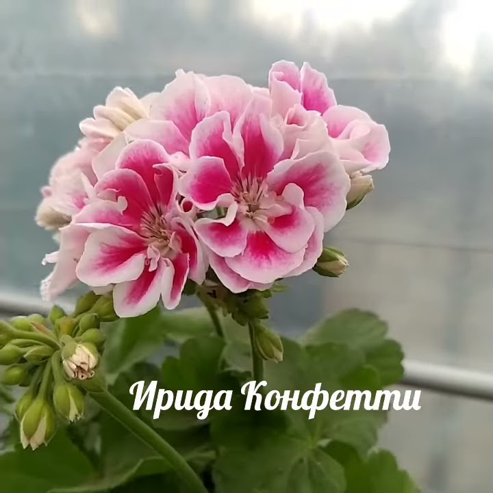 Рунес валентин пеларгония фото описание Картинки ПЕЛАРГОНИЯ РУНЕС