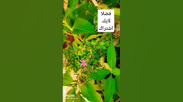 قرآن كريم 💞 #سورة النصر #اجر #اكسبلور #greenscreen #flowers #quran