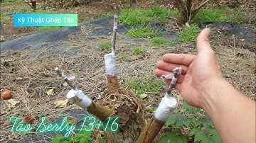 Hướng Dẫn Ghép Táo Chuyển Đổi Giống l Núi Đồi Lục Ngạn