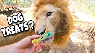BRIDGETTE EATS FROSTY PAWS! (DOG ICE CREAM PRANK!)