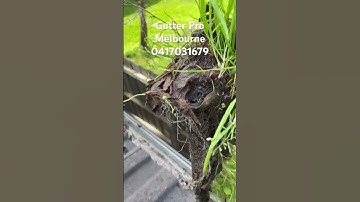 Don’t let grasses and weeds clog up your gutters! Call the professionals at Gutter Pro Melbourne!
