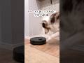 新しいロボット掃除機に大興奮の犬が可愛すぎる😂【Roborock Qrevo L Pro】#shorts
