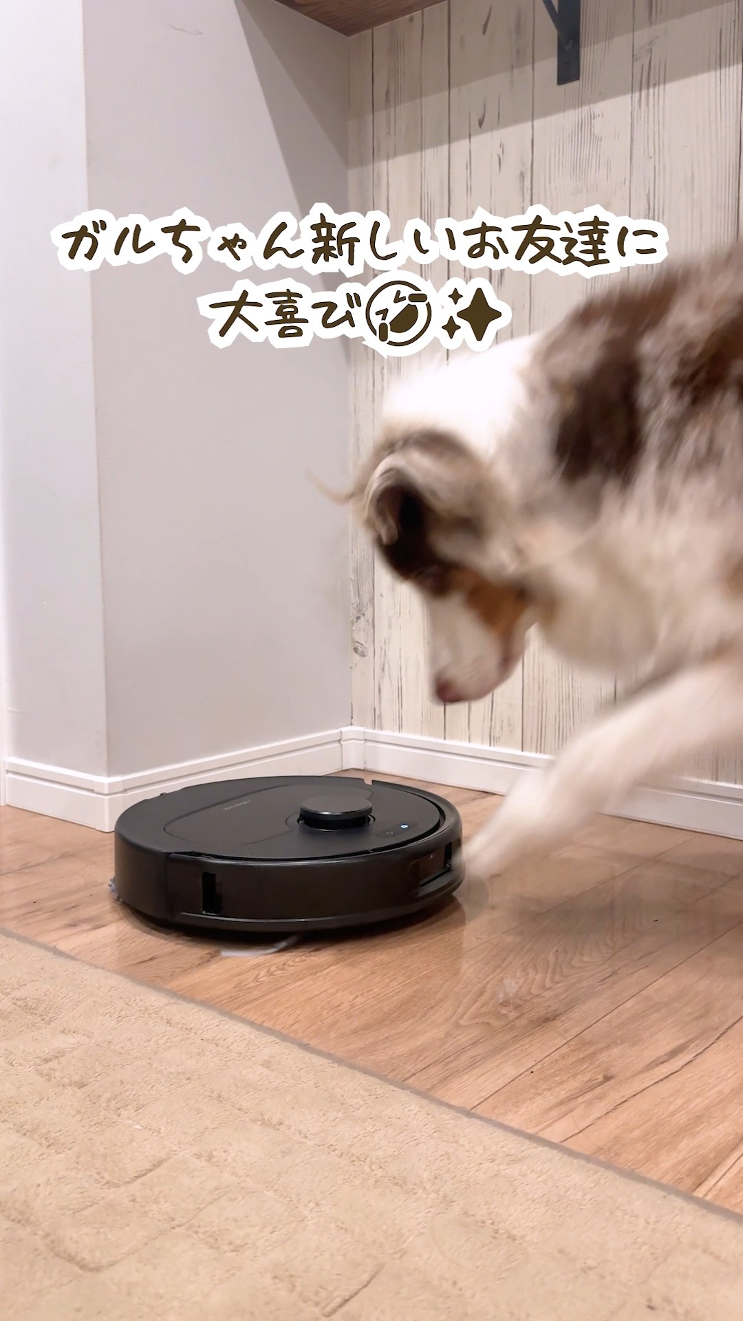 新しいロボット掃除機に大興奮の犬が可愛すぎる😂【Roborock Qrevo L