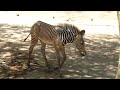 Baby Grevys Zebra LA Zoo Los Angeles California June 15, 2026 85 Degrees Summer Animals Conservation
