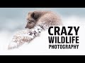 11 days of crazy wildlife photography photographing arctic foxes in terrible winter conditions