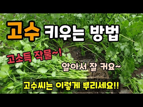 비닐멀칭 고수 키우는방법 이렇게 키우면 고수 병해충 없이 잘자라고 재배가 쉽습니다.(how to grow coriander)