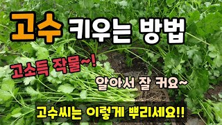 비닐멀칭 고수 키우는방법 이렇게 키우면 고수 병해충 없이 잘자라고 재배가 쉽습니다.(how to grow coriander)