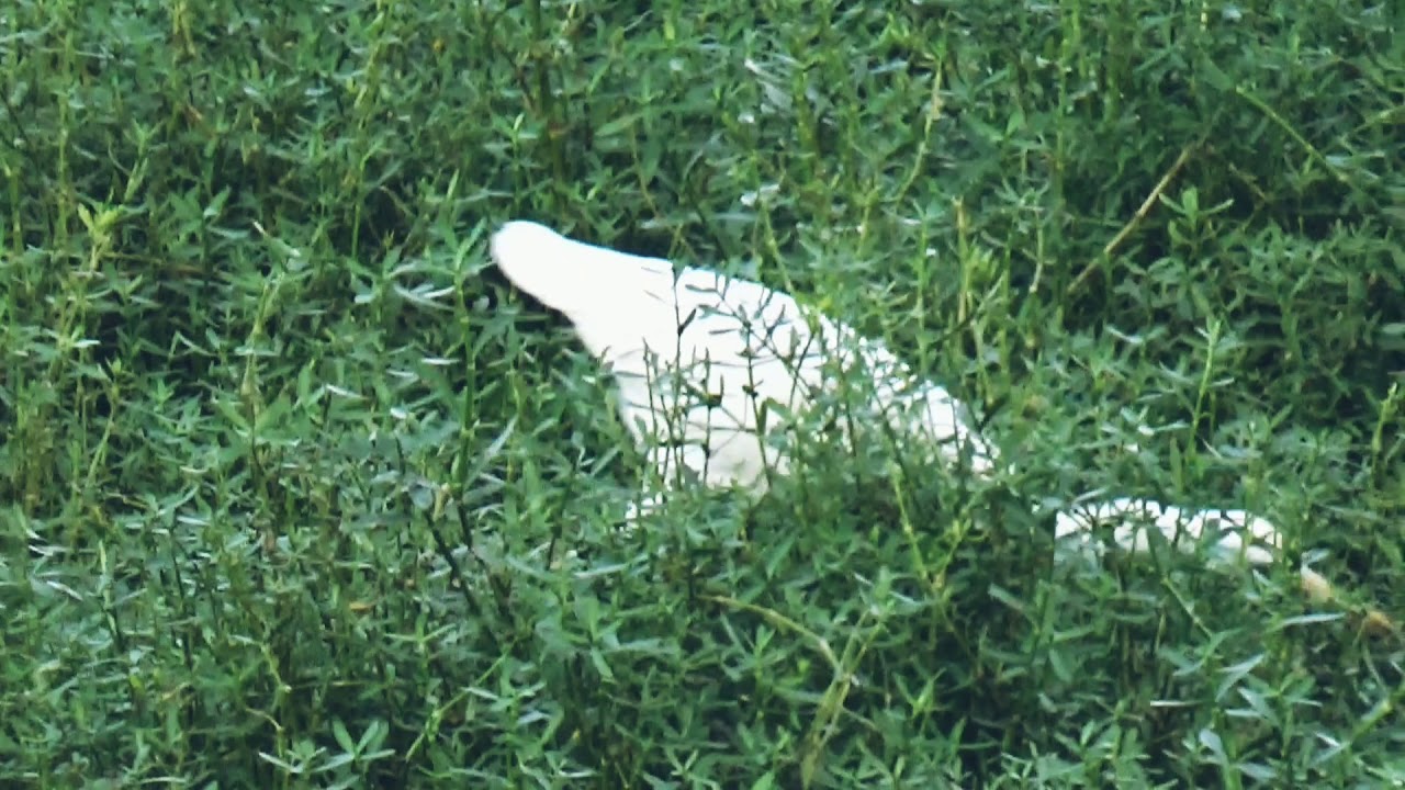 Intermediate Egret | Medium Sized Heron