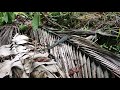 Asian water monitor varanus salvator kabaraya   with nature background in sri lanka