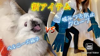 新たなアイテム！嚙みつき防止手袋ゲット！！と浮き足立ったら、警察犬の訓練用並みのデカいのが来た( ﾟДﾟ)