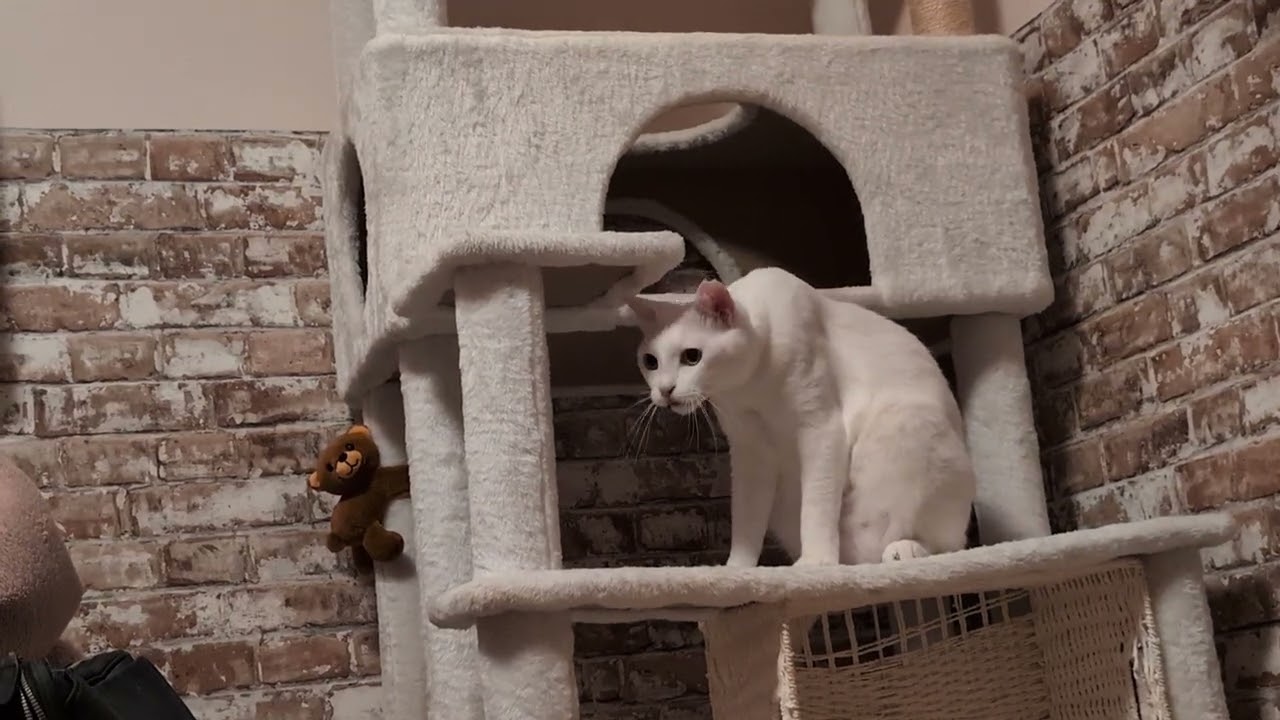 ボールで遊ぶミイちゃん🐱🍼 - YouTube