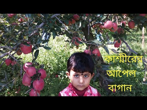 Apple Garden in