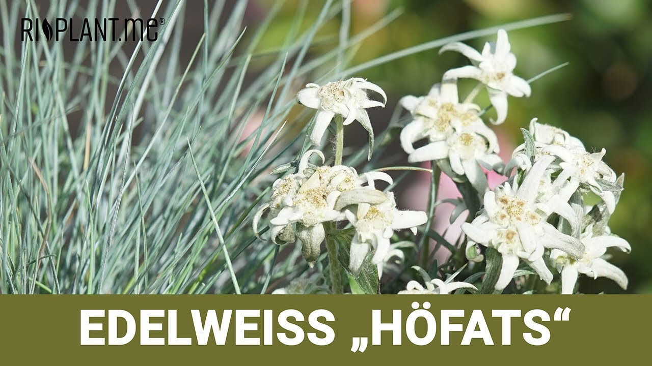 pflege wunderstrauch Codiaeum variegatum 'Aucubaefolia' | Wunderstrauch main image 1