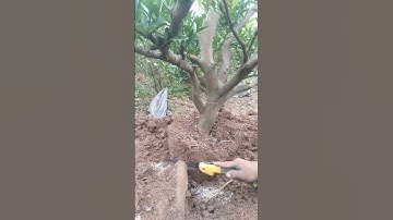 cận cảnh đào bầu cây quất già,quất cảnh đẹp 2023