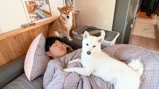 Shiba dog wake up her man owner by shiba screams