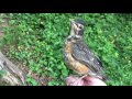 Robin Rescue: A Documentary (Part Three) - by Mike Franzman