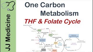 One Carbon Metabolism | Tetrahydrofolate and the Folate Cycle
