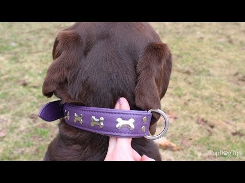 How Tight Should a Dog Collar Be? - YouTube