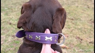 How Tight Should a Dog Collar Be?