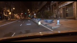 Un jabalí recorre la calle Juan XXIII de Ourense