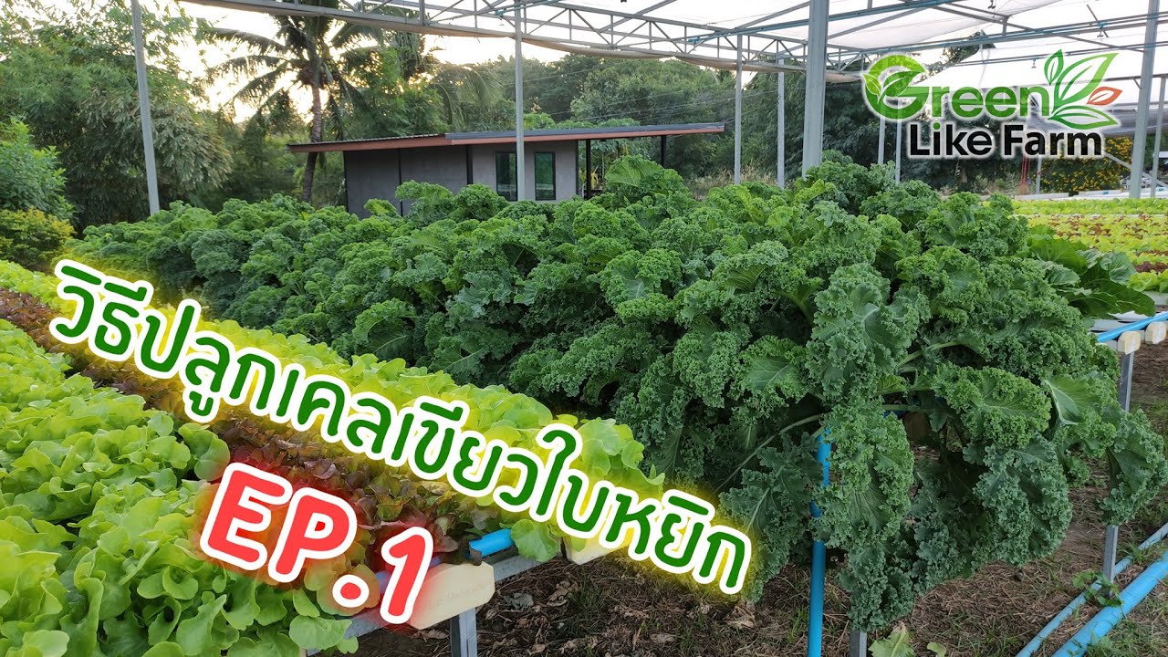 วิธีปลูก KALE เคลเขียวใบหยิก ไฮโดรโปนิกส์ EP.1