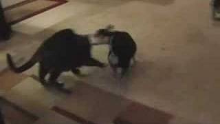 Lucy, Trixie, And A Worm