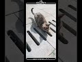 Description:No thoughts.No logic.Just pure cat energy 😼😂 #ecorium #funny
