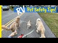 RVing with Pets (KEEP THEM SAFE) Full Time RV Living