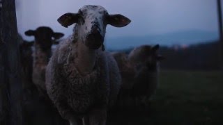 Gilles, éleveur d'agneaux bio