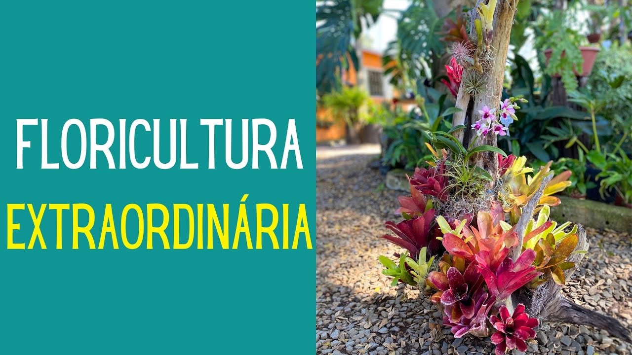 VIAJANDO E CONHECENDO PLANTAS: Conheça uma FLORICULTURA EXTRAORDINÁRIA com muitas dicas de plantas