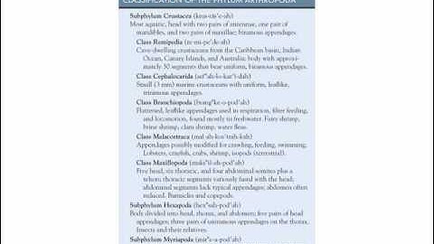 Arthropod Intro 1.wmv