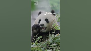 Giant pandas are coming back to D.C.