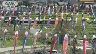 450匹の「鯉」泳ぐ　菜の花の上　山梨・北杜市（12/04/28）